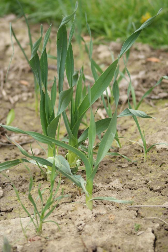 tuin-ui-01450451396715159.JPG