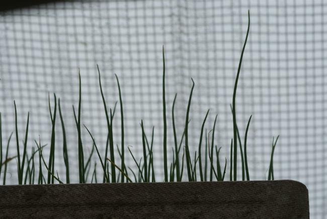 tuin-ui-01594721396715220.JPG