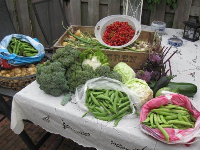 tuin11juli-001-(medium)85441373742628.jpg
