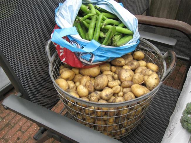 tuin11juli-002-(medium)70211373742747.jpg
