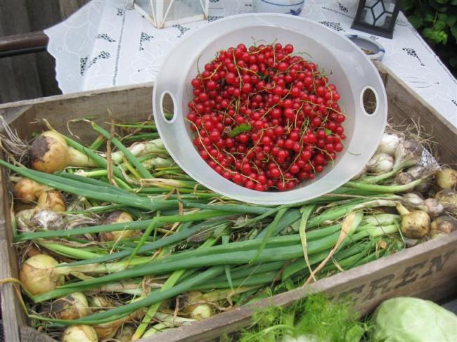 tuin11juli-003-(medium)40591373742637.jpg