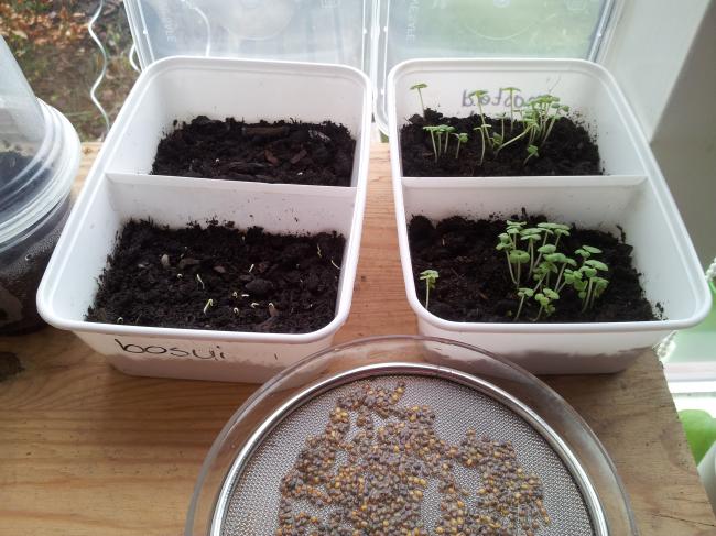 tuin13-3-714461363517046.jpg