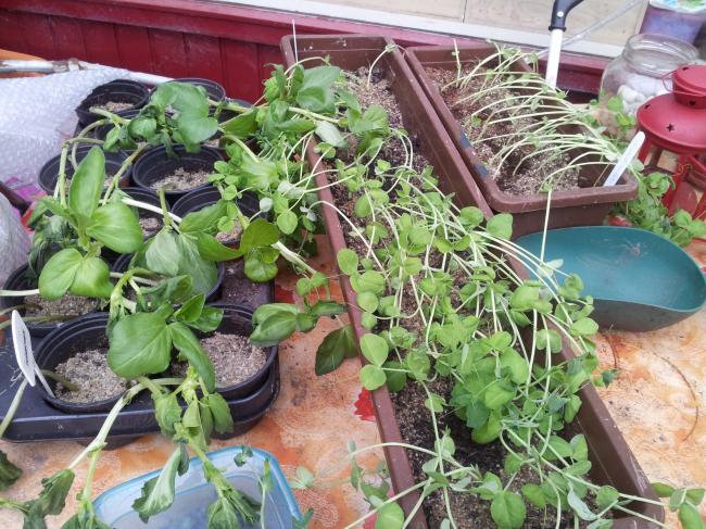 tuin13-3-848831363517467.jpg