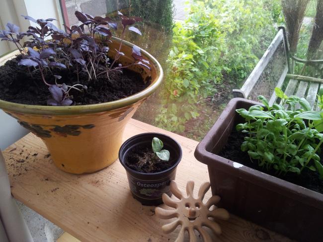 tuin13-5-331201368439514.jpg