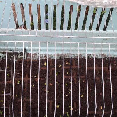 tuin13-5-437601368439516.jpg