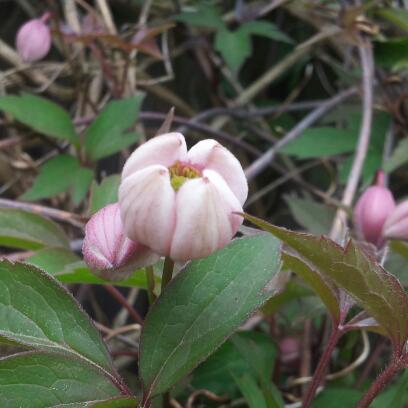 tuin13-5-533291368439516.jpg