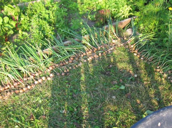 tuin15juli-014-(medium)39081374004147.jpg