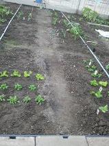tuin1836971335341597.png
