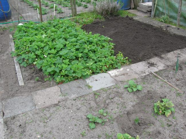 tuin19mei-00164531337455591.JPG