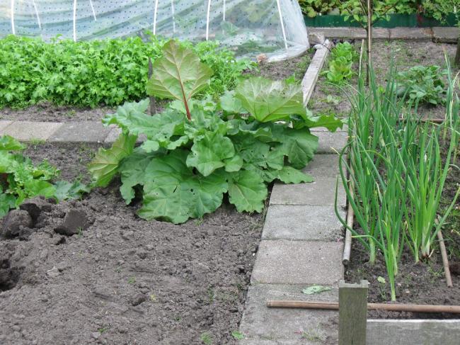 tuin19mei-00523861337455666.JPG
