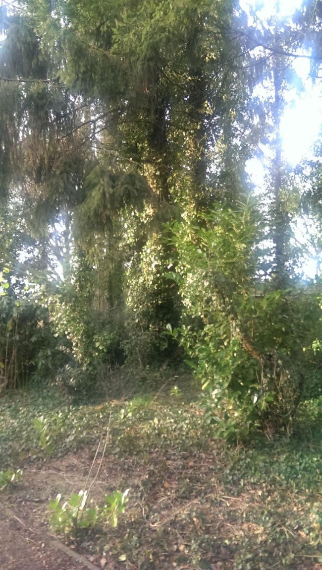 tuin236401388408907.jpg