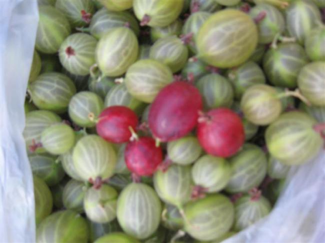 tuin27juli-003-(medium)50631375034319.jpg