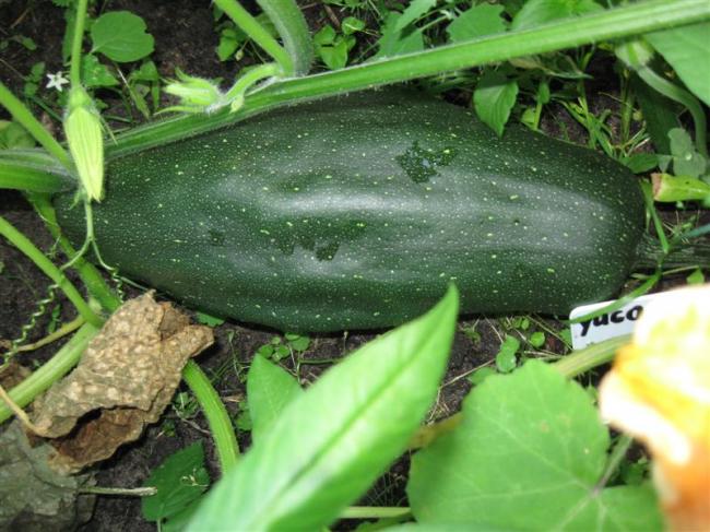 tuin27juli-004-(medium)99031375035942.jpg