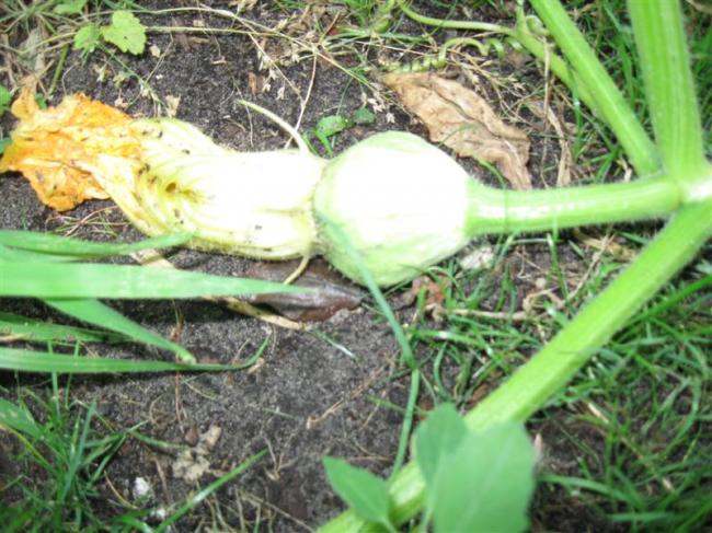 tuin27juli-005-(medium)61321375035948.jpg