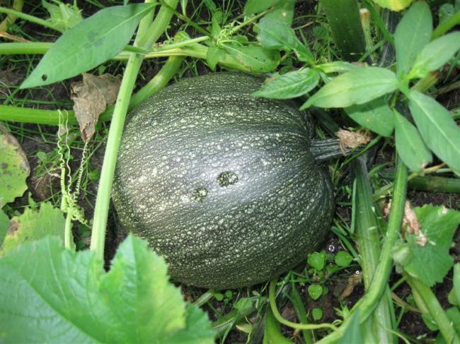 tuin27juli-006-(medium)76581375035953.jpg