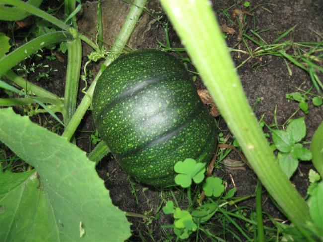 tuin27juli-010-(medium)87821375035986.jpg