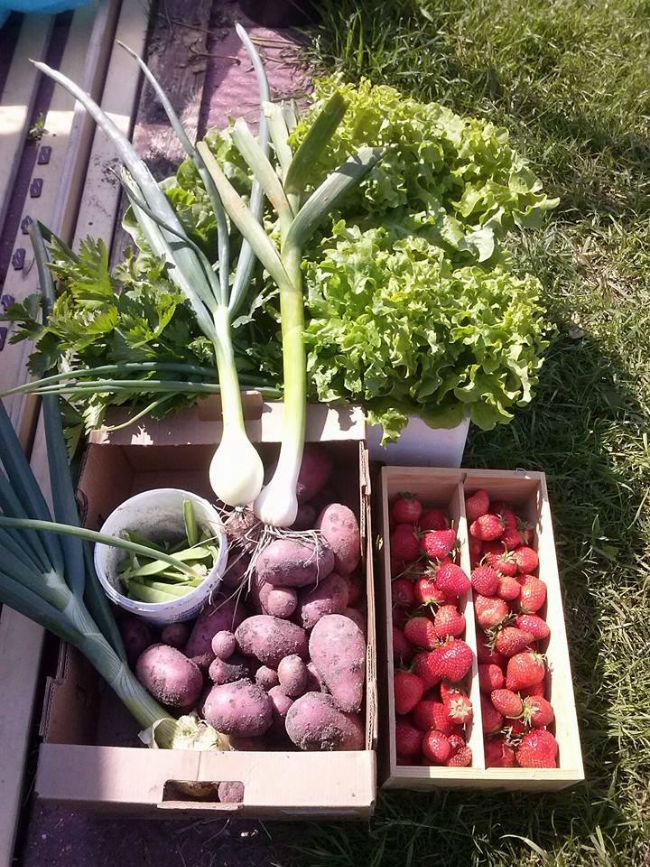 tuin30291402325144.jpg