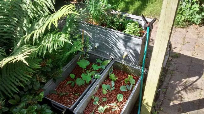 tuin335981465547897.jpg