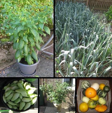 tuin38861346846261.jpg