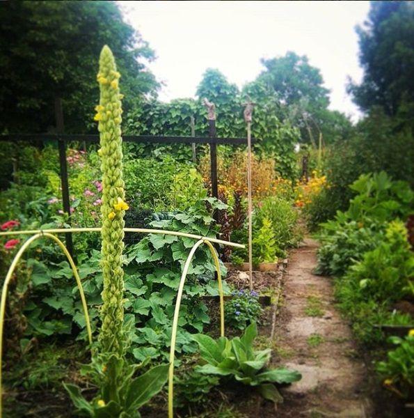 tuin60361521119245.jpg