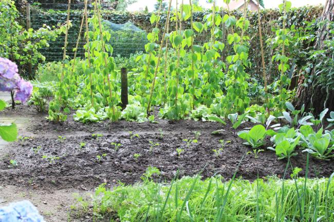 tuin72871341690103.jpg