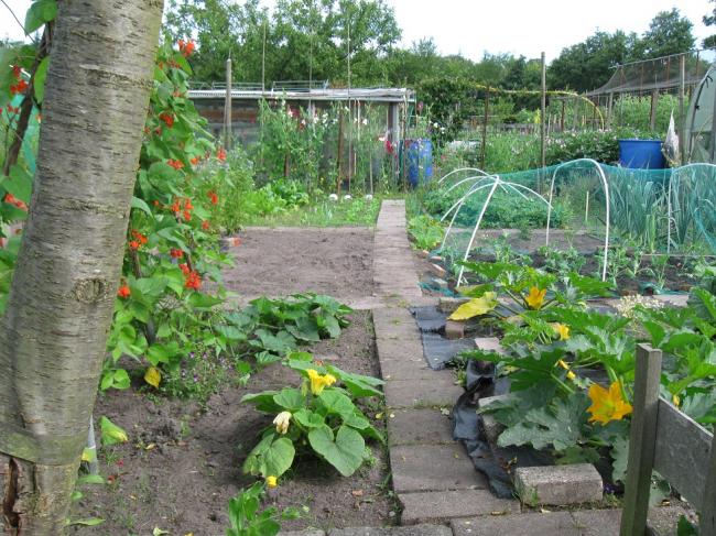 tuin7juli2012-00311771341683236.JPG