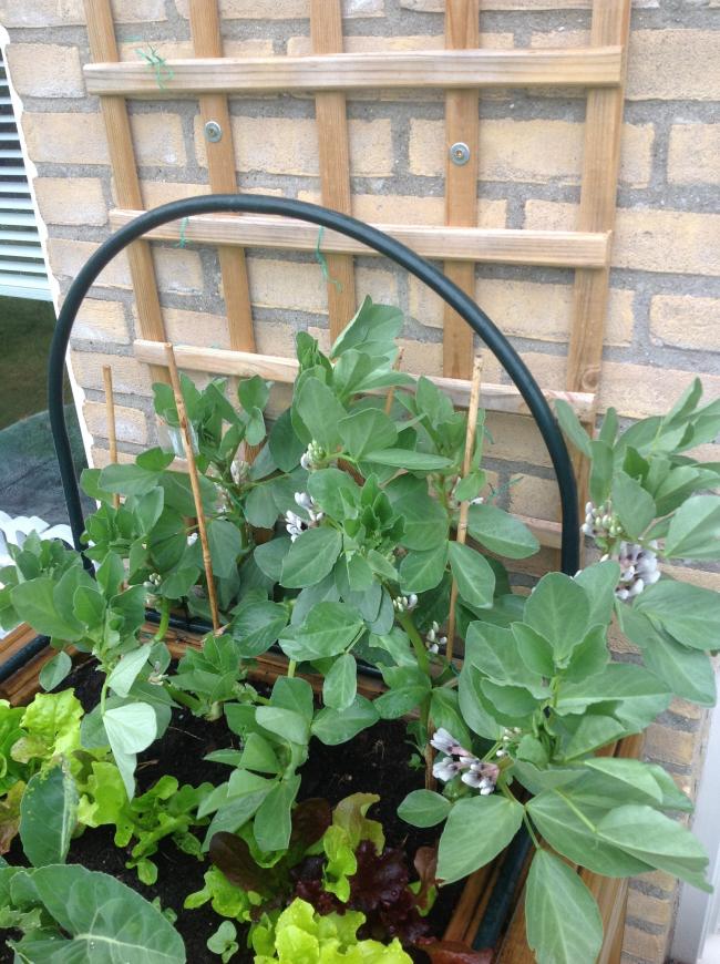 tuinbonen-mei30761368726711.JPG