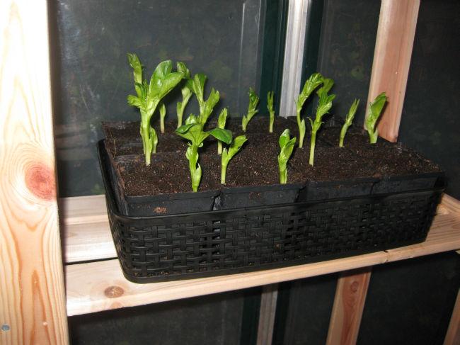 tuinbonen43321423382176.JPG