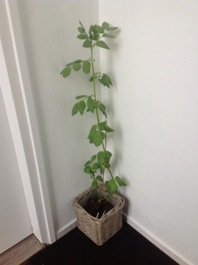 tuinboonbinnen87421368726742.JPG