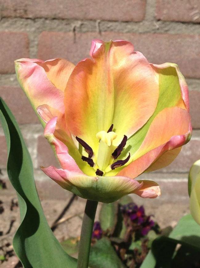 tulp-20123275521396810090.jpg