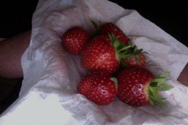 uit-eigen-tuin55521401496708.jpg