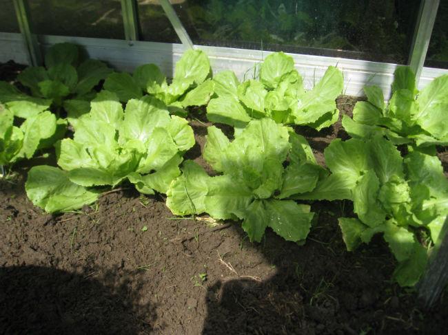 upload-moestuin-00333711400759500.JPG