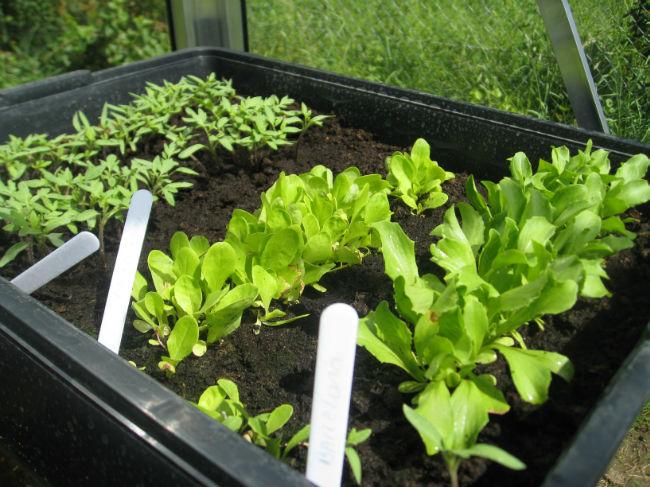 upload-moestuin-00482911400759520.JPG