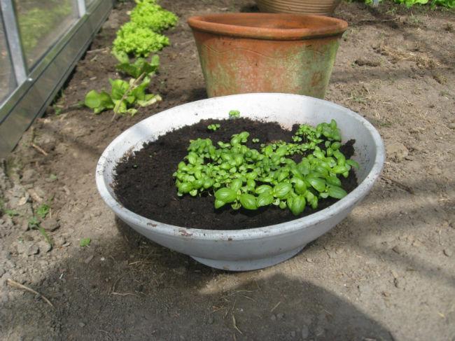 upload-moestuin-00683681400759557.JPG