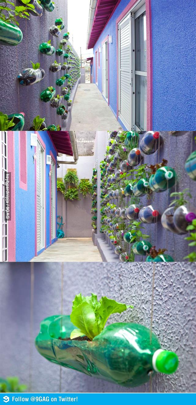vertical-gardening66351362168270.jpg