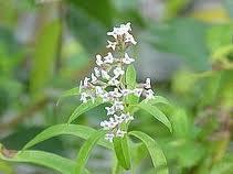 verveine68371369165465.jpg