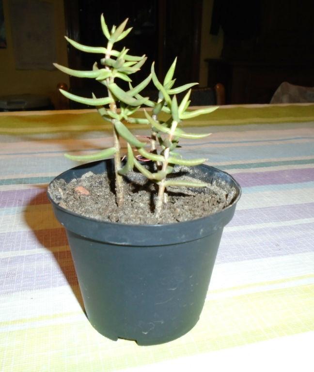 vetplantje89251444836089.JPG