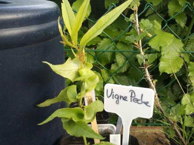 vigne-de-peche-174911431543208.jpg