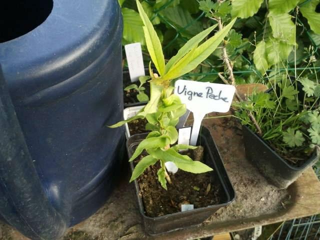vigne-de-peche-255411431543211.jpg
