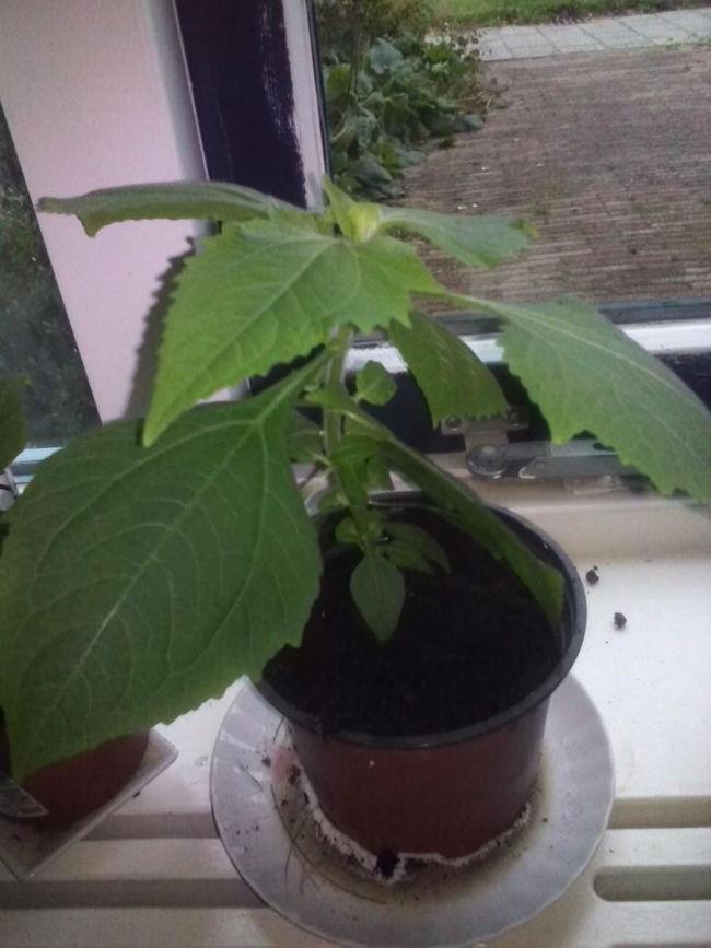 vleesetende-plant-262961412749616.jpg