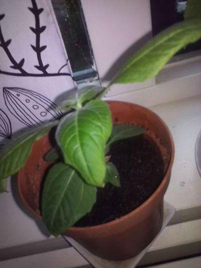 vleesetende-plant132901412749629.jpg