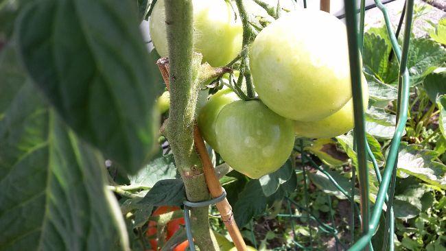 vlekkenOpGroeneTomaten89491503765882.jpg