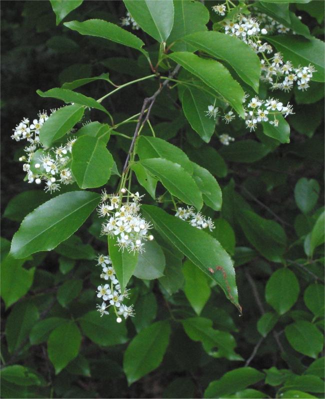 vogelkers80201371766662.jpg