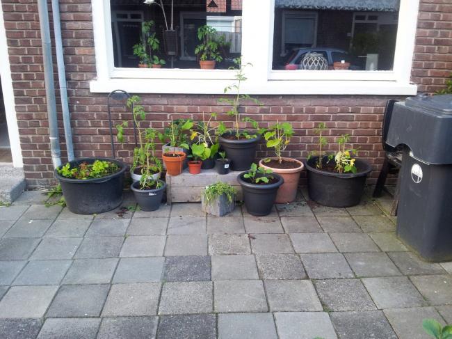 voortuin96601369856747.jpg
