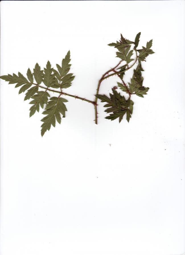 vraag-forum-270971349090266.jpg