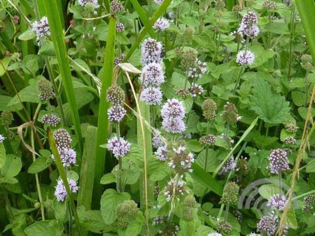 watermunt-mentha-aquatica-80329041579247130.jpg