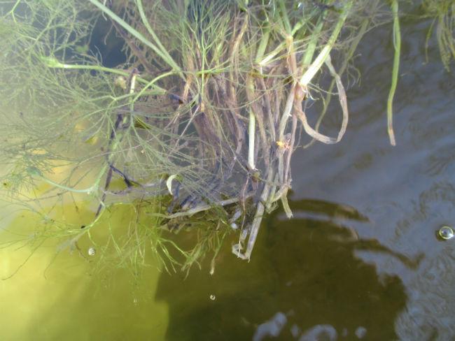 waterplant-rot-296681492703980.JPG
