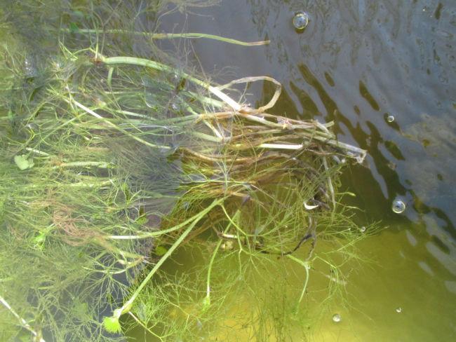 waterplant-rot88311492703968.JPG