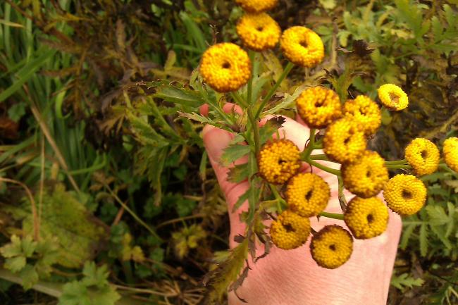 welkebloem74211357917000.jpg