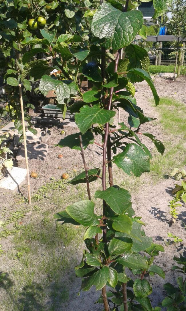 welkeplant68521440145406.jpg
